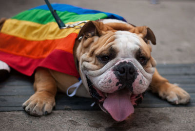 Portrait of dog relaxing on footpath