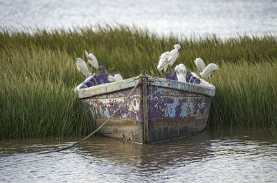 Seagull perching on a boat