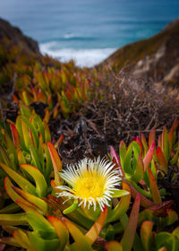 Close-up of flowers blooming outdoors