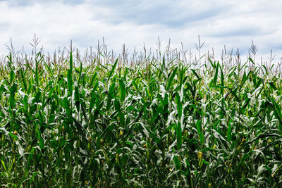 Close-up of fresh corn field against sky