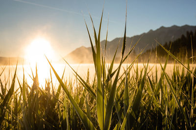 Close-up of stalks in field against bright sun