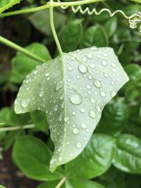 Close-up of raindrops on leaves