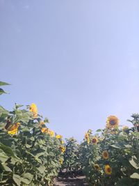 Low angle view of flowering plants against clear blue sky