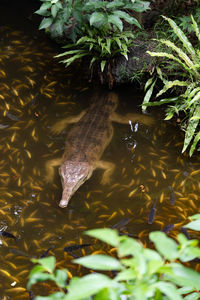 High angle view of fish swimming in lake