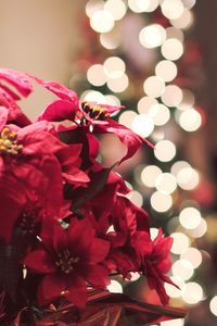 Close-up of red flowers