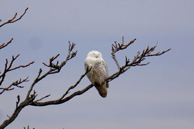 Low angle view of eagle perching on branch against sky