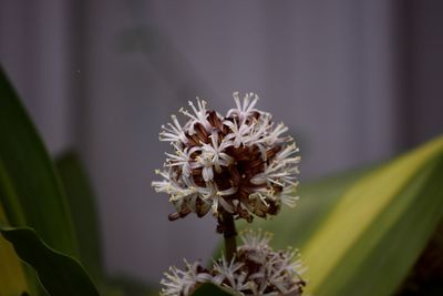 Close-up of white flowering plant