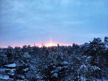 Low angle view of trees against sky during sunset