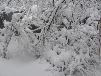 Close-up of snow covered plants