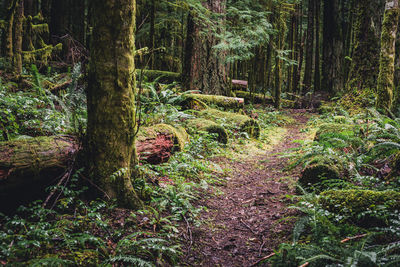 Trees in forest