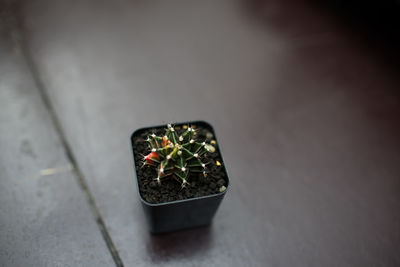 High angle view of potted plant on table