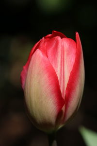 Close-up of pink tulip