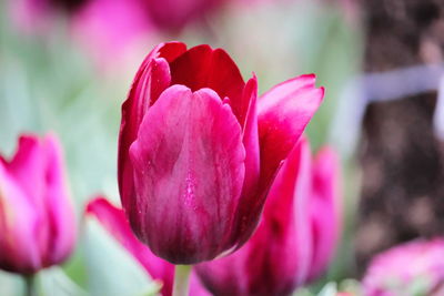 Close-up of pink tulip