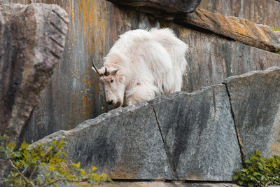 View of a dog on rock