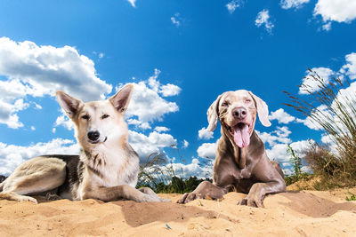 Portrait of dog sitting on land against sky