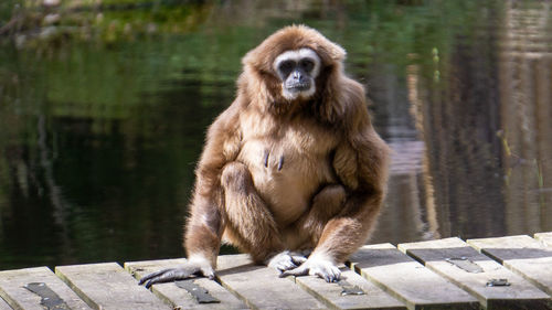 Lion sitting on wood