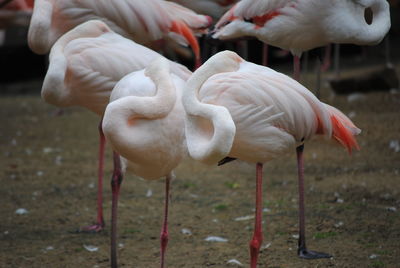 Flamingos standing in a field