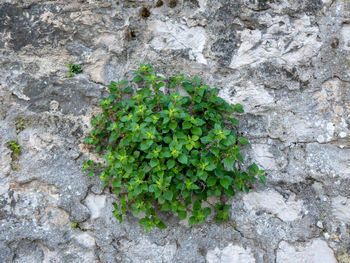 Close-up of moss growing on rock against wall