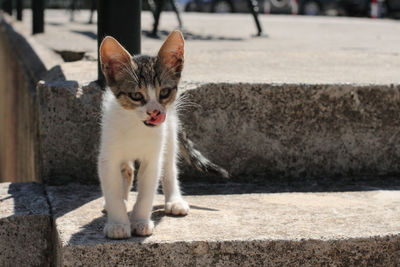 Kitten on steps in city