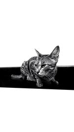 Portrait of cat sitting on white background