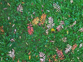 High angle view of grass