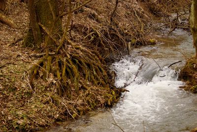 River stream amidst trees in forest