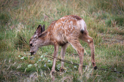 Side view of deer on field