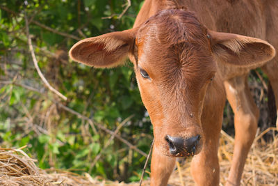 Close-up of a horse