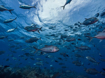 Close-up of fish swimming in aquarium