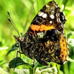 Close-up of butterfly on leaf