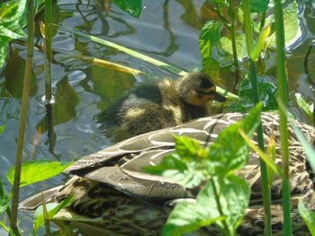 Turtle in a lake
