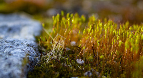 Close-up of mushroom growing on field