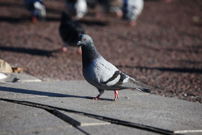 Close-up of pigeon perching on footpath