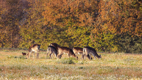 Deer in a field