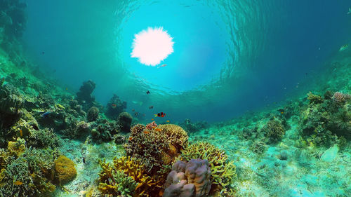 Fish swimming in sea