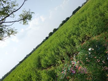 Scenic view of green field against sky