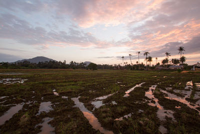 Scenic view of field against sky during sunset