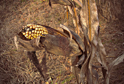 Close-up of dead plant