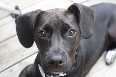 Close-up portrait of black dog relaxing outdoors