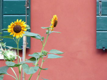 Close-up of yellow flowering plant against wall