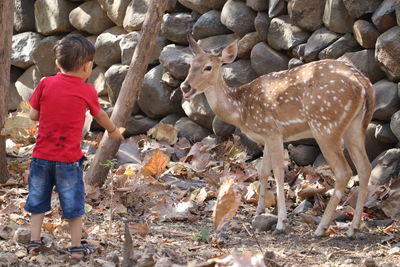 Friendship between the baby child and pet animal.