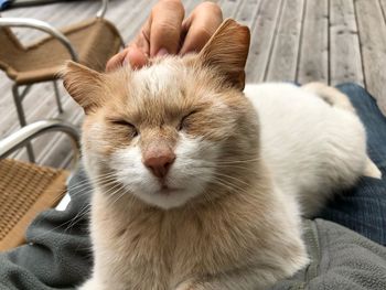 Midsection of person with cat relaxing on hand