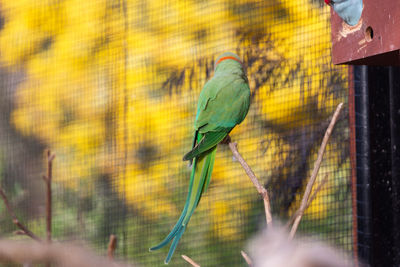 Close-up of bird perching on tree