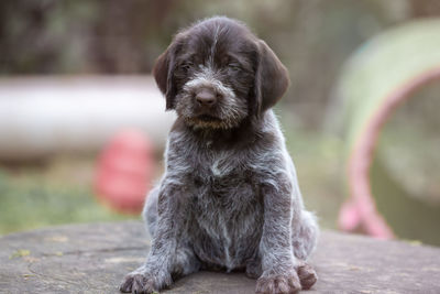 Close-up of a german wiredhair puppy sitting outdoor looking away