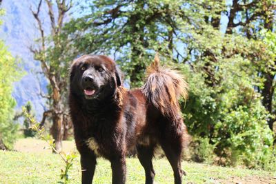 Portrait of dog standing on grass