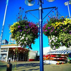 Multi colored flower tree against blue sky