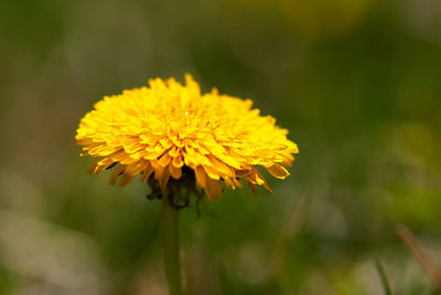 Close-up of yellow flowering plant