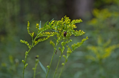 Close-up of insect on plant