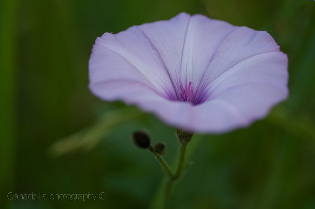 flower, freshness, fragility, petal, growth, flower head, beauty in nature, close-up, focus on foreground, nature, single flower, blooming, plant, selective focus, stem, in bloom, pink color, day, outdoors, blossom