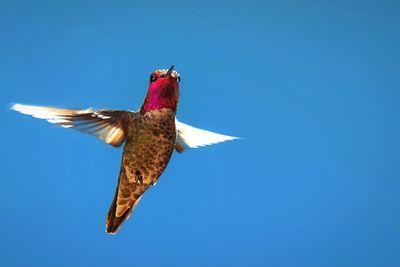 Low angle view of bird flying against blue sky